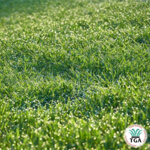 TGA calls for consistent 28-day exemption for newly laid turf during water restrictions