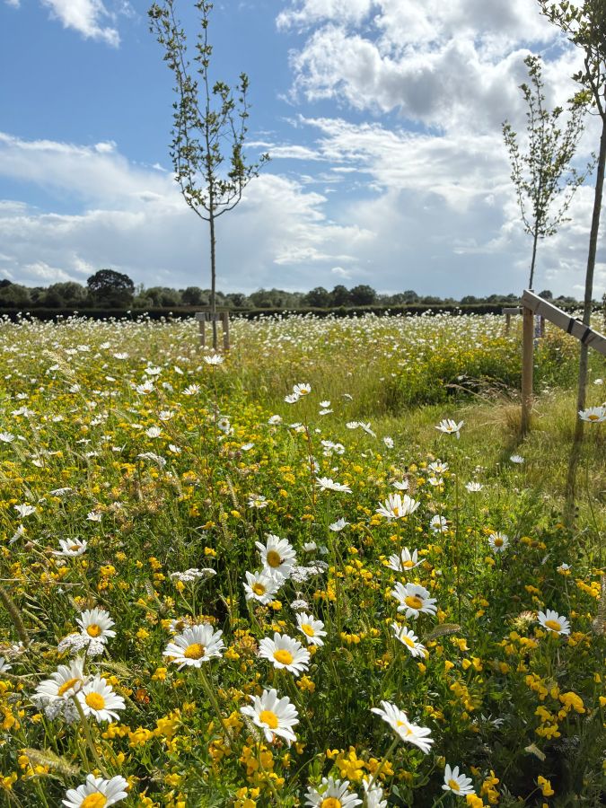 DLF shine a spotlight on sustainable seed solutions at GroundsFest 2026